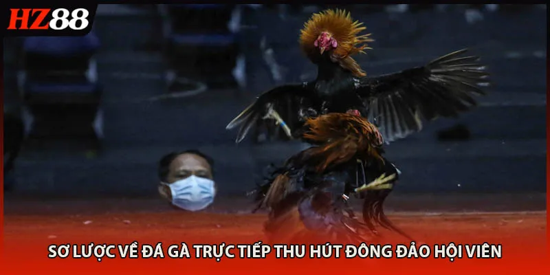 Sơ lược về đá gà trực tiếp thu hút đông đảo hội viên
